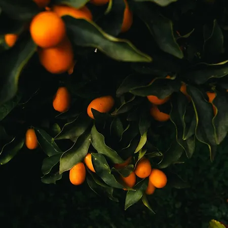 Levante アパートホテル ベニテス